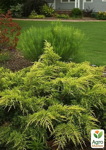 Ялівець середній "Old Gold" С10 діаметр 50-60 см (175605) 1 саджанець - фото 4