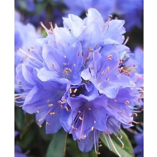 Рододендрон "Blue Tit" 2 річний (блакитний) С1,5 висота 20-40см (62274) 1 саженец - фото 1