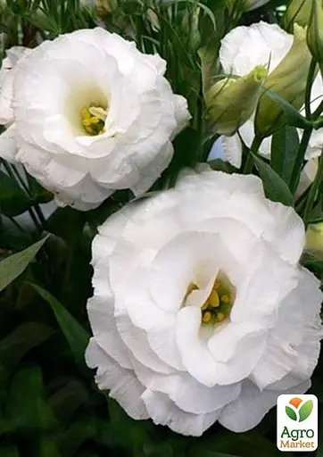 Эустома махровая "Arena White" укоренена в контейнере Р9 (51987) 1 саженец - фото 3