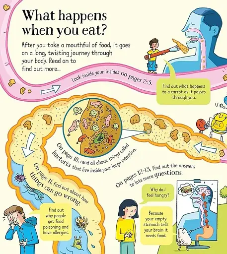 Look Inside. What Happens When You Eat - фото 6