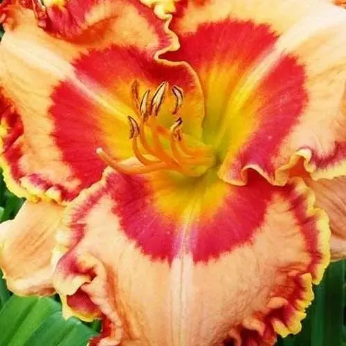 Лілійник "Radioactive" (сортовий вкорінений в контейнері С1,2) (186031) 1 саженец - фото 1