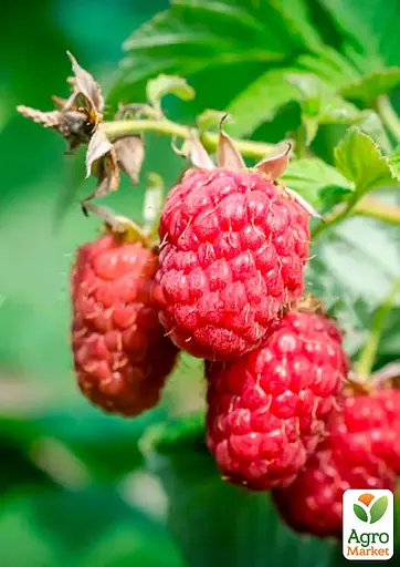 Малина Agro-Market "Персея" (ранний срок созревания, высокоурожайный сорт) 1-летний саженец (189476) 1 шт в упаковке - фото 2