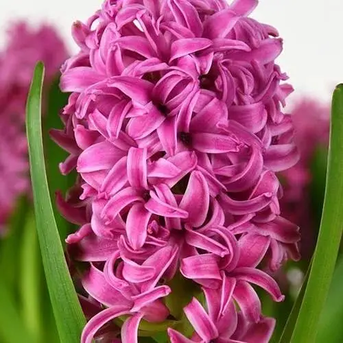 Гиацинт "Pink Pearl" (186358) 2 шт - фото 1