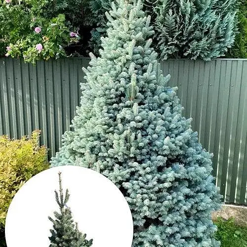 Пихта горная Agro-Market Compacta ком/сетка высота 60-70 см 185205 1 саженец в упаковке - фото 1