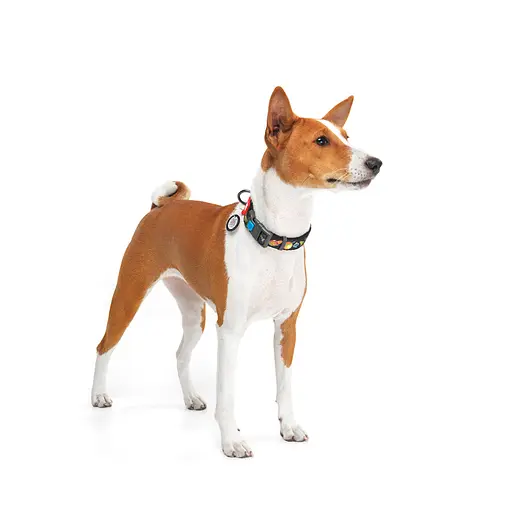 Нашийник для собак нейлоновий Waudog Nylon з QR-паспортом "Рік та Морті 3" пластиковий фастекс XL,Ш 25 мм Д 37-58 см - фото 5