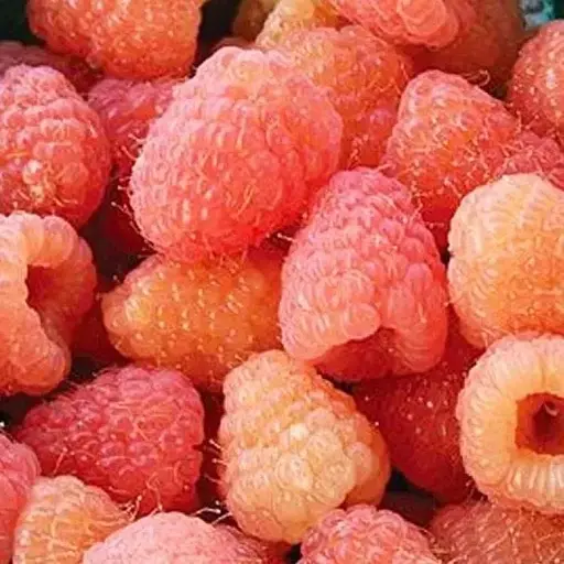 Малина Agro-Market "Double Gold" (ремонтантный крупноплодный сорт американской селекции) 1-летний саженец (189523) 1 шт в упаковке - фото 1