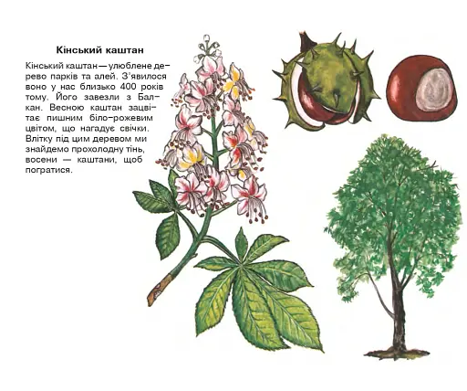 Листяні дерева. Навчальна книжка-розмальовка - фото 3
