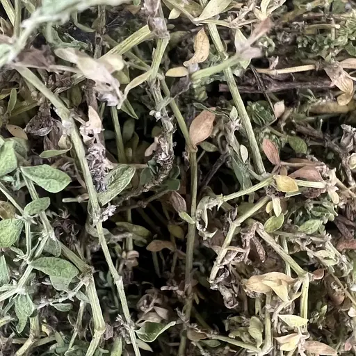 100 г остудник голий/грижник/собаче мило трава сушена - свіжий урожай