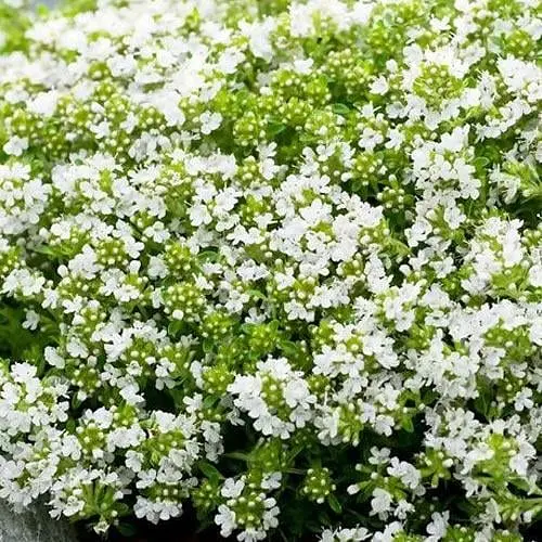 Тимьян ползучий "Albus" (почвопокровный многолетник) (188555) 1 саженец в упаковке - фото 1