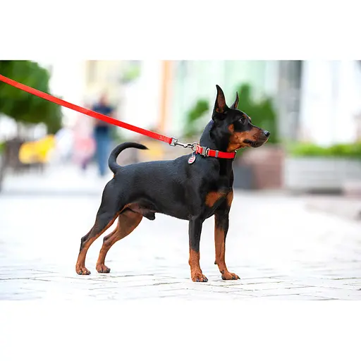 Нашийник для собак водостійкий Waudog Waterproof з QR-паспортом металічна пряжка-фастекс Ш 25 мм Д 34-49 см червоний - фото 6