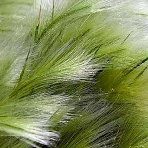 Ковыль тончайшая "Pony Tails" (187074) 1 саженец - фото 1