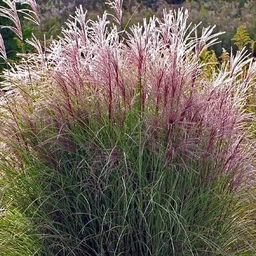 Міскантус китайський "Morning light" С2 (189795) 1 саженец - фото 1