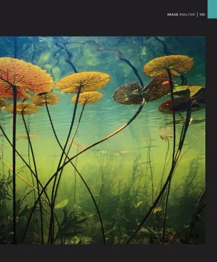 Digital Photography Complete Photographer - фото 5