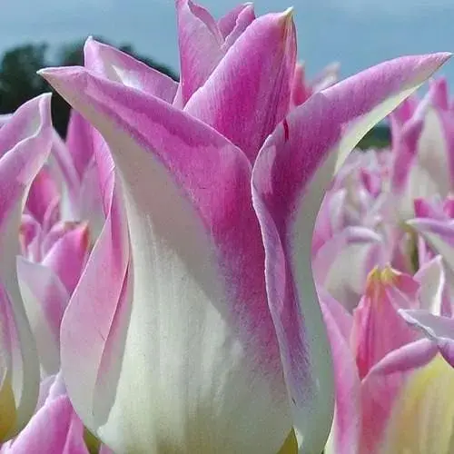 Тюльпан "Ballade Lady" (лилиоцветный) (186173) 2 шт - фото 1