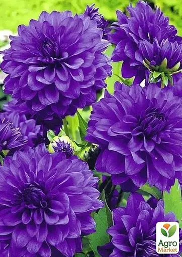 Георгина "Blue Boy" (49603) 1 шт - фото 3