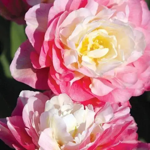 Тюльпан "Double Sugar" (43151) 2 шт - фото 1