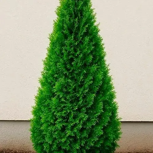 Туя западная Smaragd Light (ком/сетка) высота 120-140 см (188423) 1 саженец в упаковке - фото 1