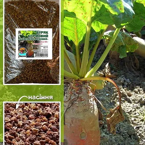 Свекла кормовая "Киевская Розовая" ТМ "Весна" 500г (21620) - фото 1