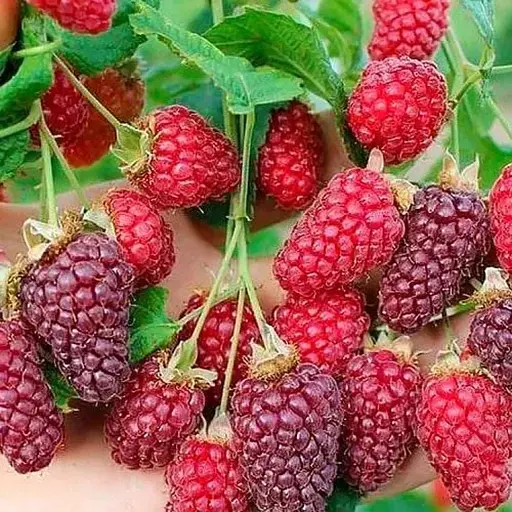 Малинно-ежевичный гибрид 2х-летний Agro-Market "Тайберри"(ранний срок созревания) вазон 0,8 л (186462) 1 саженец в упаковке - фото 1