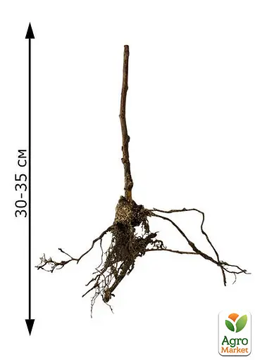 Малина Agro-Market "Гусар" (среднеранний срок созревания) 1-летний саженец (189469) 1 шт в упаковке - фото 2