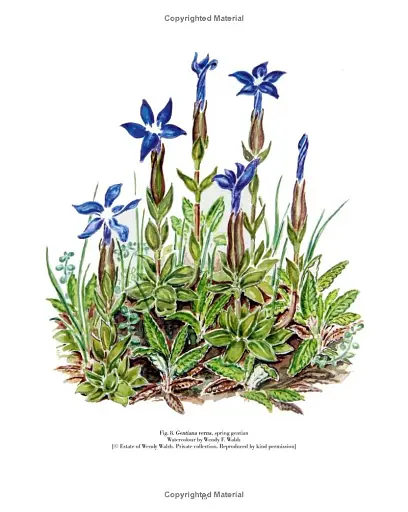 Drawn from Nature: The Flowering of Irish Botanical Art - фото 9