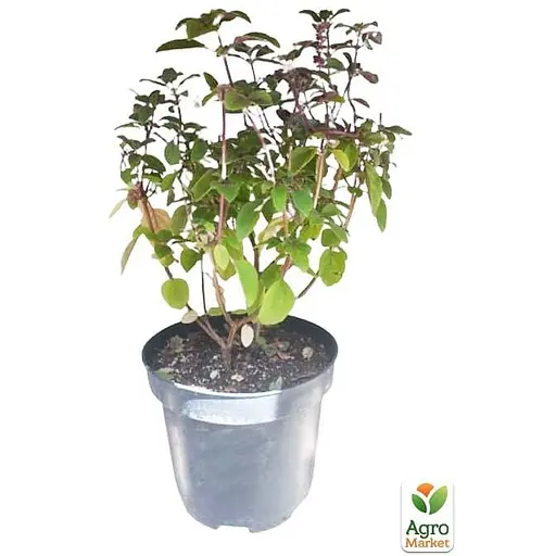 Базилик кустовой "Magic Blue" (кадковое растение, высокодекоративный куст) (102401) 1 саженец в упаковке - фото 2