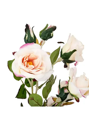 Камелия персикова (75 см) 025F/peach Elisey  