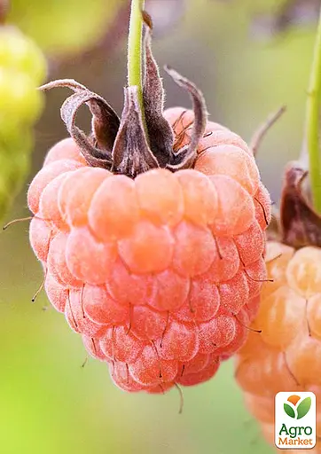 Малина Agro-Market "Валентина" (высокоурожайный сорт, ранний срок созревания) 1-летний саженец (185343) 1 шт в упаковке - фото 2