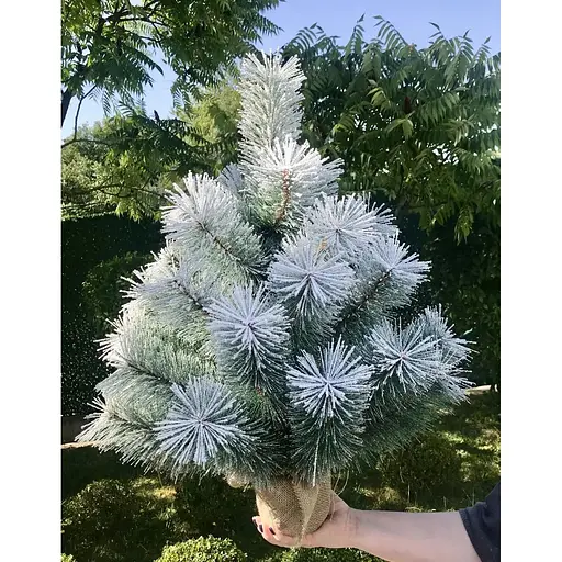 Сосна Hvoya Lux 70 см в мешковине заснеженная - фото 6