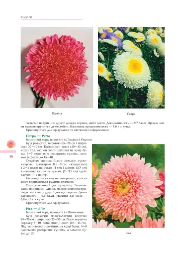 Айстри. Біологічні особливості. Вирощування. Використання. Сорти - фото 6