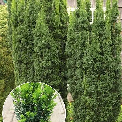 Тис середній "Hicksii" (ком/сітка) висота 70-80см (189065) 1 шт - фото 3