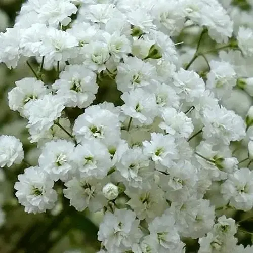 Гіпсофіла "New Star" (букетна під зріз) (183666) 1 саженец - фото 1