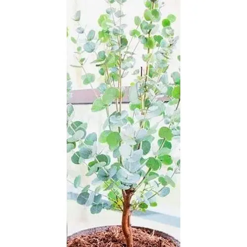 Евкаліпт кімнатний "Silver drop" 2х річний саджанець висота 40-50см (62279) 1 саджанець - фото 1