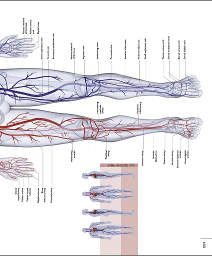 The Human Body Book - фото 9