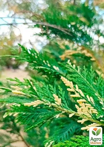 Купрессоципарис Лейланда "Variegata" С3 высота 70-90см (188656) 1 саженец - фото 2