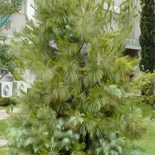 Сосна Мартинеса Agro-Market Pinus maximartinezii очень редкая коллекционная с голубой хвоей горшок P9 181993 1 саженец в упаковке - фото 1