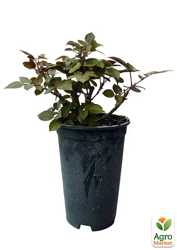 Роза в контейнере чайно-гибридная "Wedding Bells" (садник класса АА+) (185749) 1 саженец - фото 2