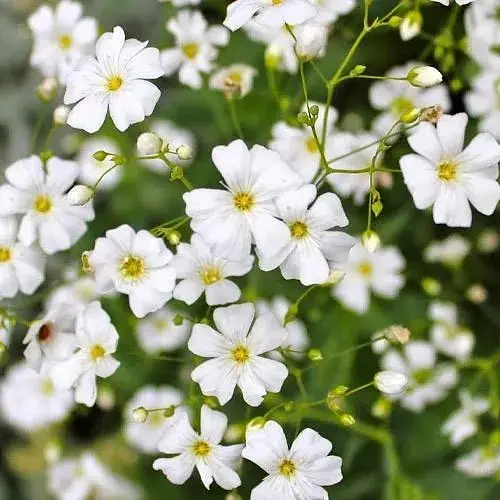 Гіпсофіла повзуча "Filou White" (квітучий ґрунтопокровник) (183664) 1 саженец - фото 1