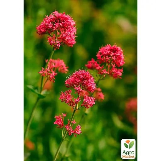 Валериана красная "Ruber" вазон С2 (183702) 1 саженец в упаковке - фото 2