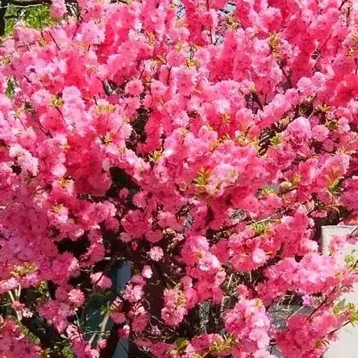 Декоративний Мигдаль Agro-Market "Луїзеанія" укорінений у контейнері (саджанець 2 роки) (186588) 1 саджанець в упаковці - фото 1