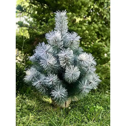 Сосна Hvoya Lux 70 см в мешковине заснеженная - фото 7