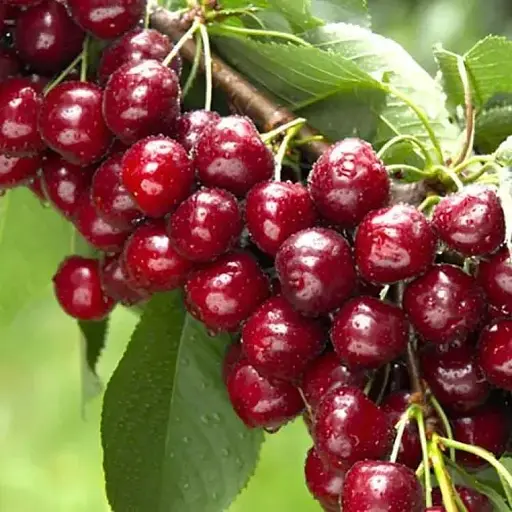 Черешня Agro-Market "Рекорд" (літній сорт, пізній термін дозрівання) (188330) 1 саджанець в упаковці - фото 1