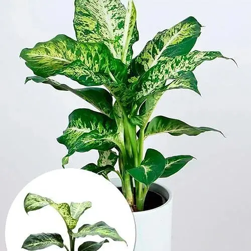 Дифенбахия Agro-Market (Dieffenbachia) Mars высота 40-60 см (186157) 1 саженец в упаковке - фото 1