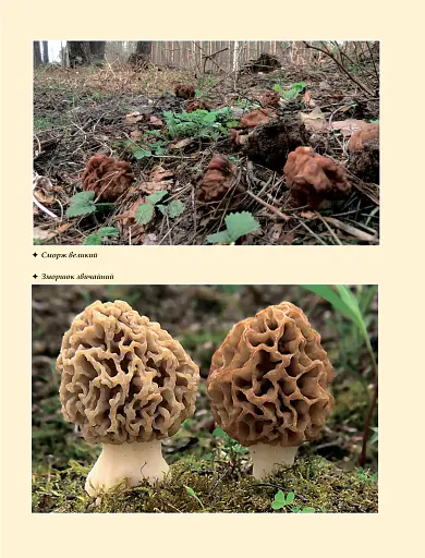 У пошуках грибного царства - фото 3