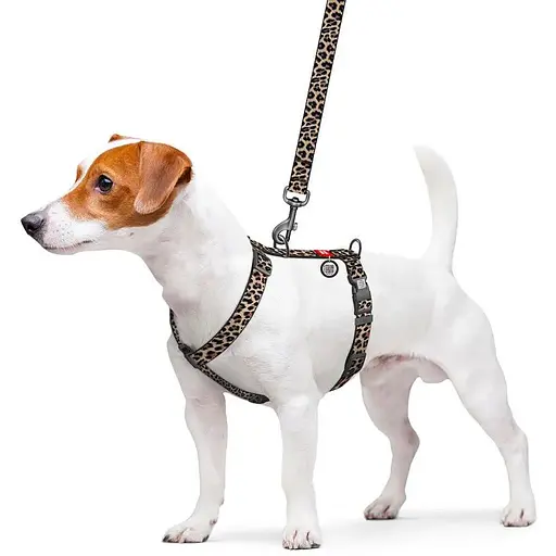 Шлея для собак анатомічна H-подібна WAUDOG Nylon з QR-паспортом малюнок Леопард пластиковий фастекс L, Ш 25 мм A 51-85 см, B - фото 3