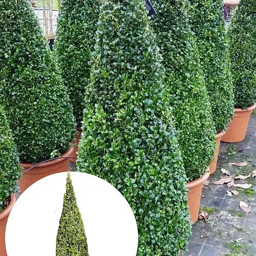 Самшит вечнозеленый формованный конус высота 80-100см (189763) 1 саженец - фото 2