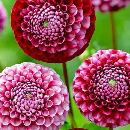 Жоржина "Chick A Dee Us" (189892) 1 шт - фото 1