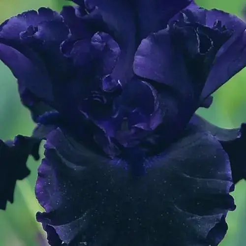 Ірис бородатий великоквітковий "Black Lipstick" (181085) 1 шт - фото 1