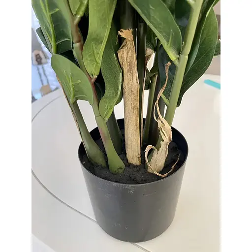 Заміокулькас Hvoya в горщику 90 см - фото 3