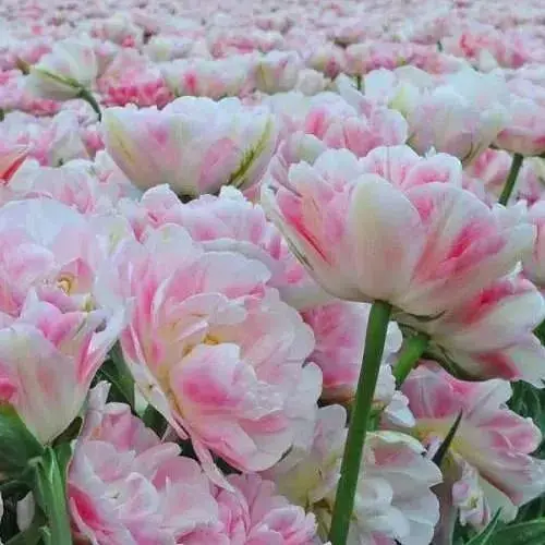 Тюльпан "Finola" (186235) 2 шт - фото 1